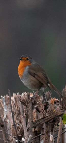 United Kingdom, little bird Wallpaper 1080x2340