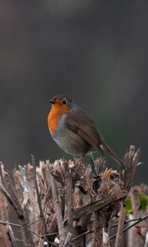 United Kingdom, little bird Wallpaper 1200x2000