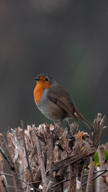 United Kingdom, little bird Wallpaper 640x1136