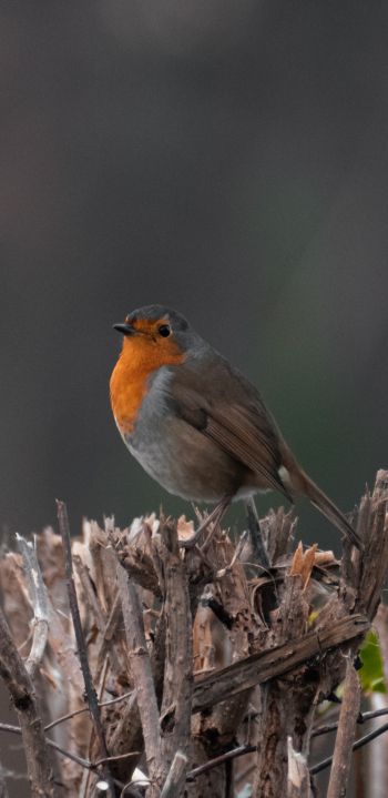 United Kingdom, little bird Wallpaper 1080x2220