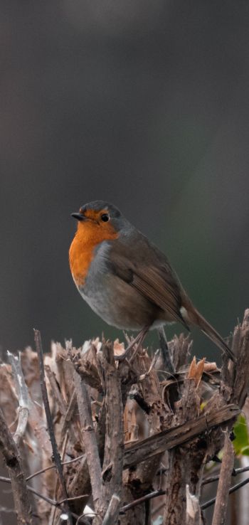 United Kingdom, little bird Wallpaper 1080x2280