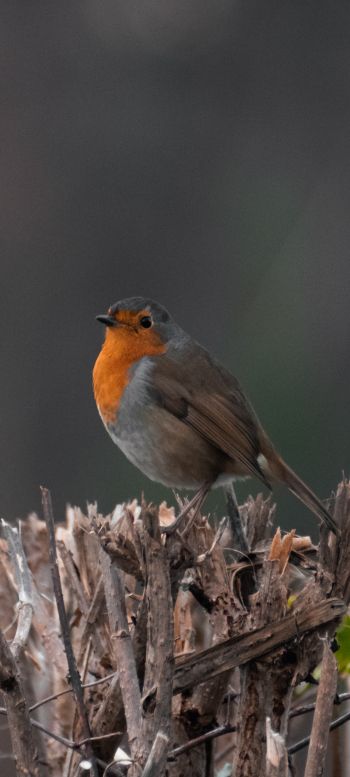 United Kingdom, little bird Wallpaper 1080x2400