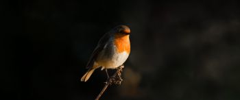 Northumberland, Great Britain, robin red chest, bird Wallpaper 3440x1440
