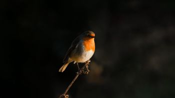 Northumberland, Great Britain, robin red chest, bird Wallpaper 2560x1440
