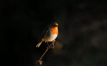 Northumberland, Great Britain, robin red chest, bird Wallpaper 2560x1600