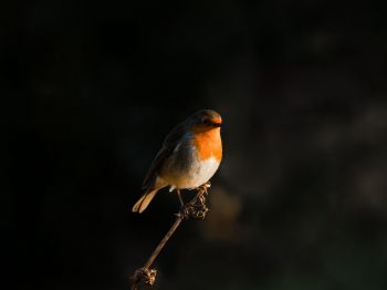 Обои 1024x768 Нортумберленд, Великобритания, робин красногрудый, птичка