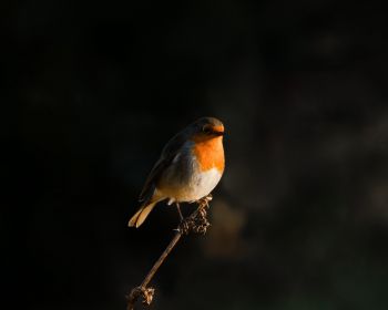 Northumberland, Great Britain, robin red chest, bird Wallpaper 1280x1024