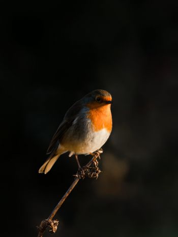 Northumberland, Great Britain, robin red chest, bird Wallpaper 1668x2224