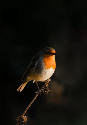 Northumberland, Great Britain, robin red chest, bird Wallpaper 1640x2360