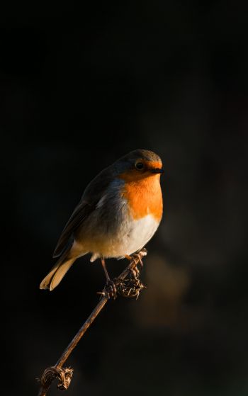 Northumberland, Great Britain, robin red chest, bird Wallpaper 1752x2800