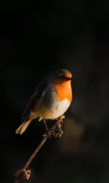Northumberland, Great Britain, robin red chest, bird Wallpaper 1200x2000