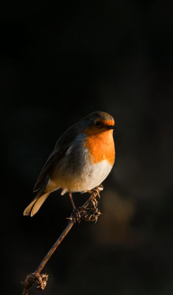 Northumberland, Great Britain, robin red chest, bird Wallpaper 600x1024