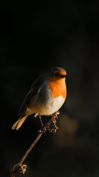 Northumberland, Great Britain, robin red chest, bird Wallpaper 640x1136