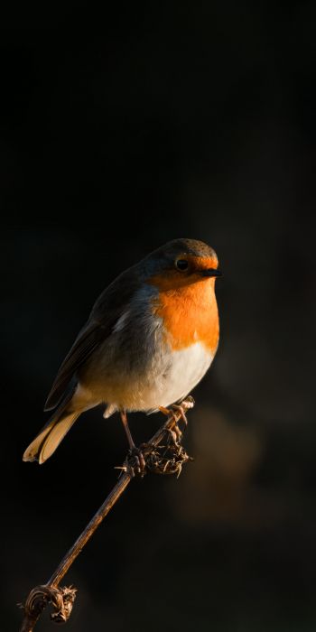 Northumberland, Great Britain, robin red chest, bird Wallpaper 720x1440