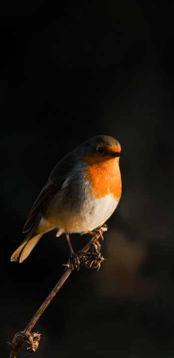 Обои 1080x2220 Нортумберленд, Великобритания, робин красногрудый, птичка