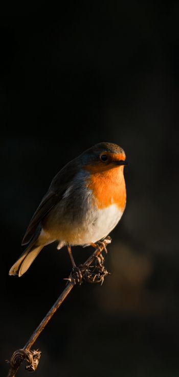 Northumberland, Great Britain, robin red chest, bird Wallpaper 1440x3040