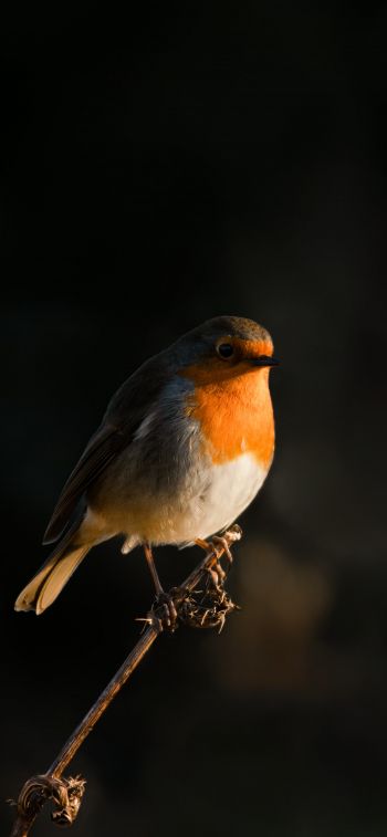 Northumberland, Great Britain, robin red chest, bird Wallpaper 1125x2436