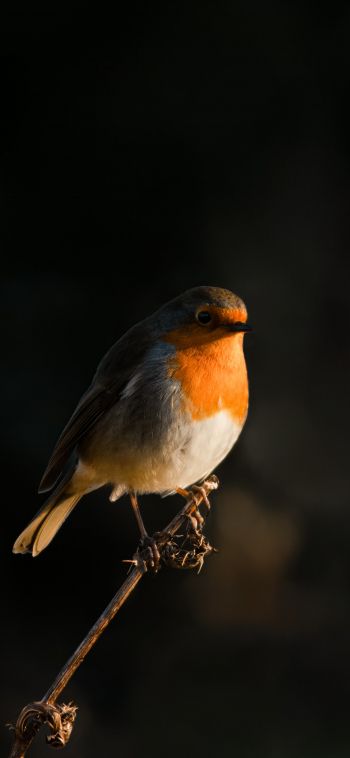 Northumberland, Great Britain, robin red chest, bird Wallpaper 1080x2340