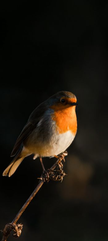 Northumberland, Great Britain, robin red chest, bird Wallpaper 1080x2400