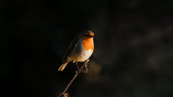 Northumberland, Great Britain, robin red chest, bird Wallpaper 3840x2160