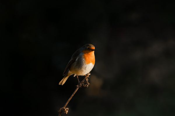 Обои 4596x3053 Нортумберленд, Великобритания, робин красногрудый, птичка