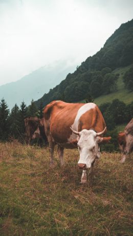 cow, mammals, pasture Wallpaper 640x1136