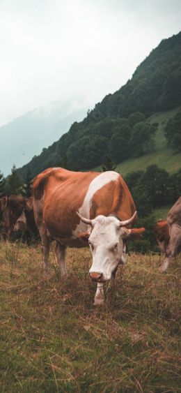 cow, mammals, pasture Wallpaper 1080x2340