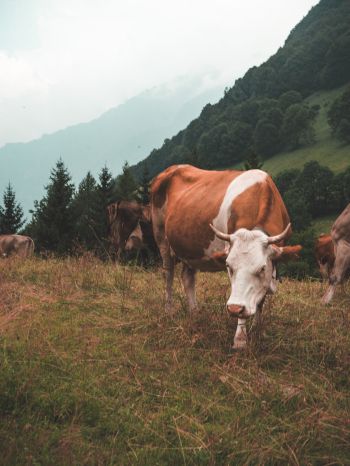cow, mammals, pasture Wallpaper 1620x2160