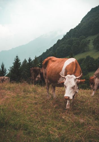 cow, mammals, pasture Wallpaper 1668x2388