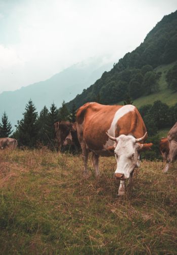 cow, mammals, pasture Wallpaper 1640x2360