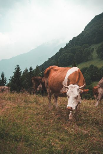 cow, mammals, pasture Wallpaper 640x960