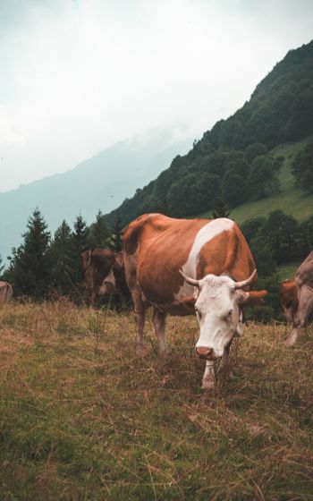 cow, mammals, pasture Wallpaper 1600x2560