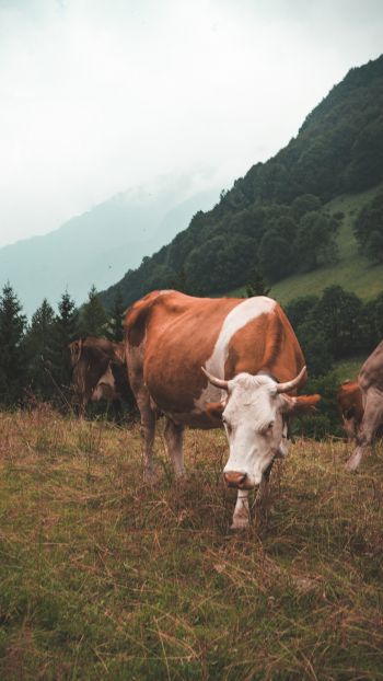 Обои 1440x2560 корова, млекопитающие, пастбище