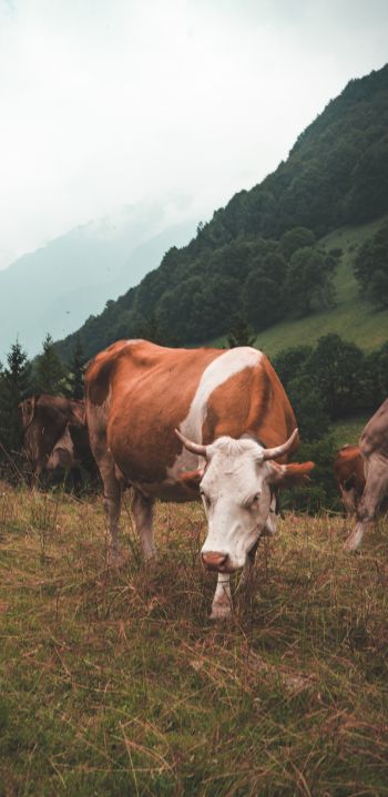 cow, mammals, pasture Wallpaper 1080x2220
