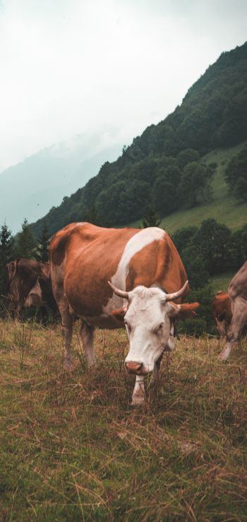 cow, mammals, pasture Wallpaper 1080x2280