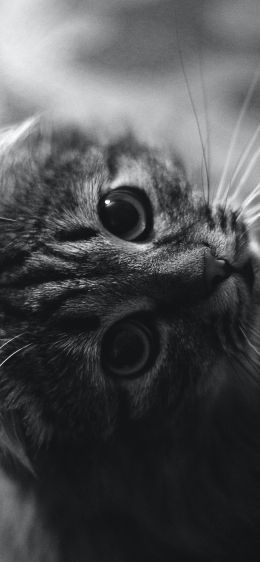 cat, black and white, pet Wallpaper 1284x2778