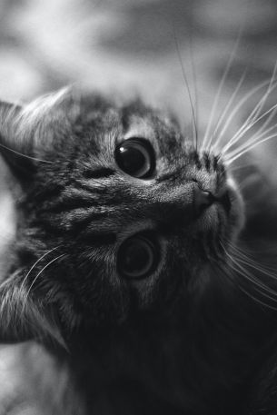 cat, black and white, pet Wallpaper 640x960