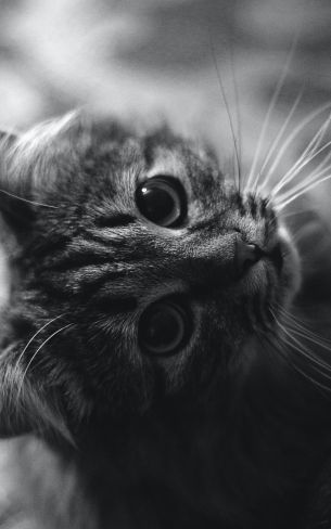 cat, black and white, pet Wallpaper 1200x1920