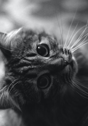 cat, black and white, pet Wallpaper 1668x2388