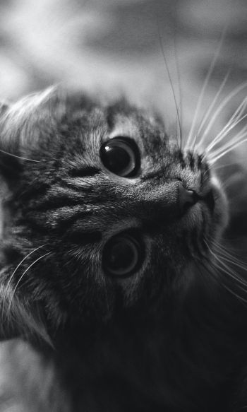 cat, black and white, pet Wallpaper 1200x2000