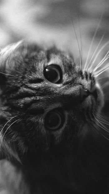 cat, black and white, pet Wallpaper 640x1136