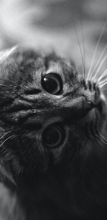 cat, black and white, pet Wallpaper 1080x2220