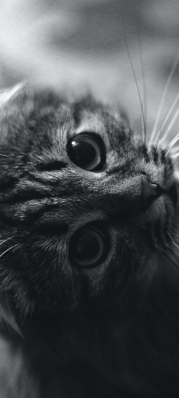 cat, black and white, pet Wallpaper 720x1600