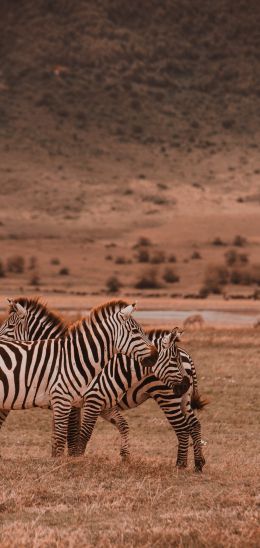 Обои 720x1520 Заповедник Нгоронгоро, Танзания, зебры, млекопитающие