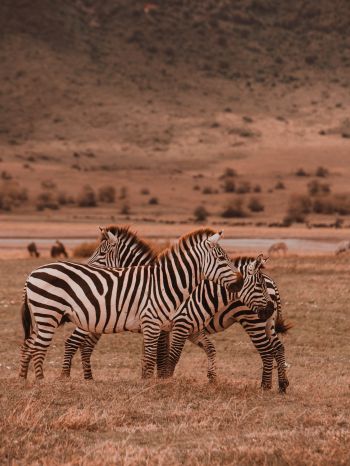 Ngorongoro Game Reserve, Tanzania, zebras, mammals Wallpaper 2048x2732