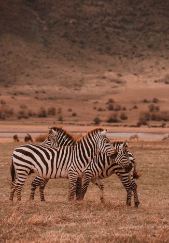 Ngorongoro Game Reserve, Tanzania, zebras, mammals Wallpaper 1668x2388