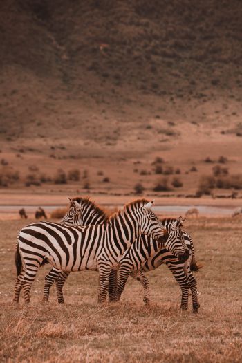 Ngorongoro Game Reserve, Tanzania, zebras, mammals Wallpaper 640x960