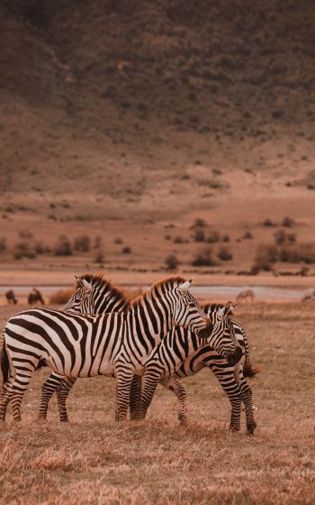 Обои 1600x2560 Заповедник Нгоронгоро, Танзания, зебры, млекопитающие