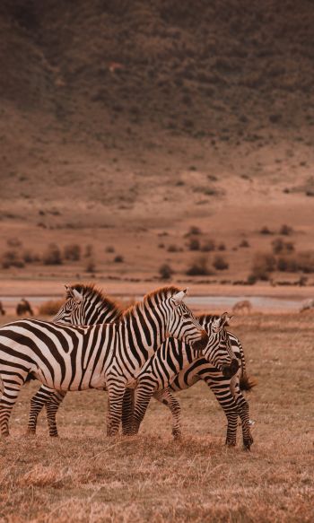 Обои 1200x2000 Заповедник Нгоронгоро, Танзания, зебры, млекопитающие