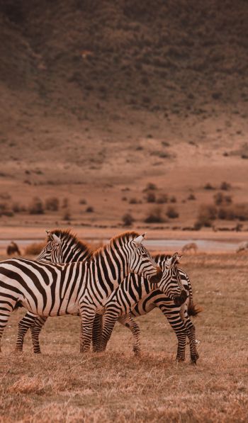 Обои 600x1024 Заповедник Нгоронгоро, Танзания, зебры, млекопитающие